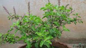 Astro ideas know tulsi plant related vastu tips for home and success in  Hindi | Astro ideas: तुलसी के पौधे का सूखना नहीं माना जाता शुभ, इन संकेतों  को न करें नजरअंदाज |