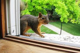 Some people think you can, and one such person wrote me this advice, via. How To Get Rid Of Squirrels In Attics Squirrel Removal