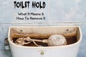 Toilet Mold What It Is How To Remove