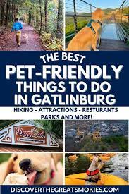 best dog friendly things to do in