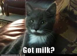 cat got milk ile ilgili görsel sonucu