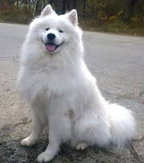 As a result, these two white dog breeds share many similarities. Samoyed Dog Wikipedia