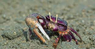 fiddler crab facts az s