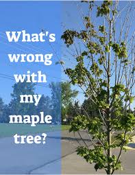 Dying trees can be saved, if and only when you know how to prevent the progression of the unlike the branches of healthy trees, a dying tree's branches lack elasticity and do not bend. 13 Common Maple Tree Problems And Diseases Dengarden