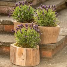 Order now for a fast home delivery or reserve in store. Wood Tree Stump Garden Planter Quirky Wooden Planters Motta Living