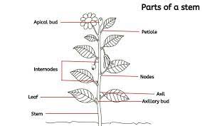 explained plant stem parts of a stem