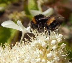 Finding Dead Bees A Range Of