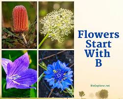Flowers Starting With B Flower Names