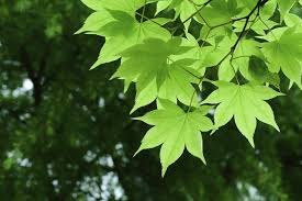 cold hardy maple trees tips on growing