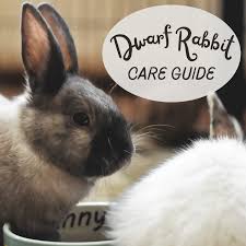 the ultimate guide to dwarf rabbit care