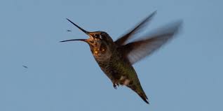 do-hummingbirds-eat-mosquitoes