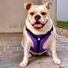 Today, we will be taking a look at some of the most popular. Amazon Com Bulldog Grade Harness For English American French Bulldogs Custom Fit No Pull Reflective Vest Harnesses For Your Bully Medium Bully Blue Camo Pet Supplies