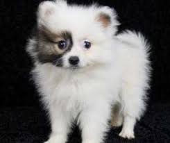 Some chi pom puppies for sale may be shipped worldwide and include crate and veterinarian checkup. Pomeranian Socialization People Places Other Dogs And Situations