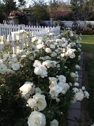 Rose Garden Design White Gardens