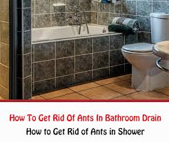 ants in bathroom drain naturally