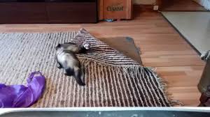 ferrets the carpet sharks of my house