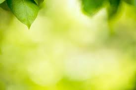 green nature background stock image