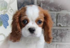 Complete our matchmaker process below, and we'll help you scour our nationwide network for the best matches from loving, ethical breeders and businesses. Meet Janelle Graber An Elite Breeder Serving The Puppy Community From N Spaniel Puppies For Sale King Charles Cavalier Spaniel Puppy Cavalier King Charles Dog