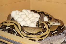 Reticulated Python Care Tips