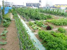 community garden in tokyo