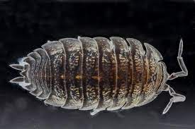 how to get rid of the pill bug how i