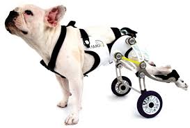 nir shalom amigo dog wheelchair