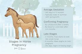 horse pregnancy signs ses and how