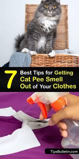 cat urine odors guide to get cat