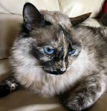 I have included pictures of the parents for reference. Tortie Point Ragdoll Siamese Mix Cat Breeds Siamese Cats Siamese Cats