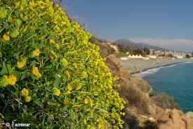 Piante gialle macchia mediterranea : Macchia Mediterranea In Liguria