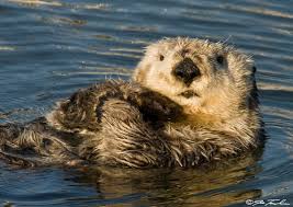Just because this little guy (gal) is capable of putting a few cups together doesn't mean it's a landslide. Sea Otter Protection Could Mitigate Consequences Of Climate Change Geomar Helmholtz Zentrum Fur Ozeanforschung Kiel