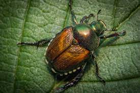 beetle control in dallas tx saela