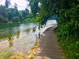 Image result for MacRitchie Nature Trail & Reservoir Park singapore