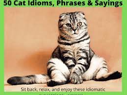50 cat idioms and phrases owlcation