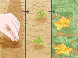 How To Make A Small Vegetable Garden