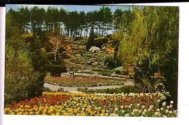 tulip display rock garden royal