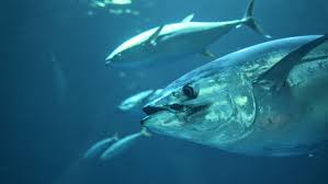 Any of various often large scombroid marine food and game fishes of the. A 459lb Japanese Tuna Sells For Over 202 000 Which Is Low Robb Report