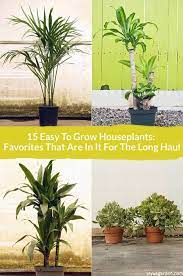 15 easy care houseplants for beginners