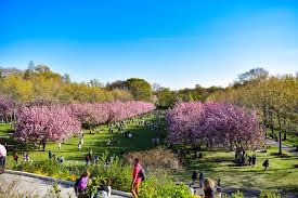 brooklyn botanic garden cherry blossoms