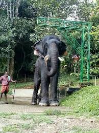 Konni Surendran Elephant Elephant Photography Indian