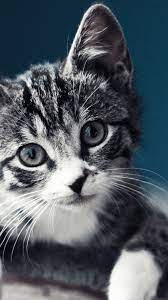 HD Cute Cat Android Wallpapers ...