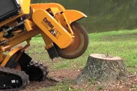 It is best to cut the stump back to near ground level with a chain saw. 2021 Stump Grinding Cost Stump Grinder Rental Prices
