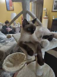 We offer 30 kittens for sale in columbus, ohio. Siamese For Sale In Ohio 46 Petzlover