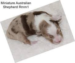 Australian shepherd puppies are akc purebred puppies for sale with multiple color variations are sure to bring energy and a love for learning new tasks and games to their new owners. Miniature Australian Shepherd Puppies For Sale In New York Agriseek Com