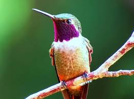 Spotting Hummingbirds In Costa Rica