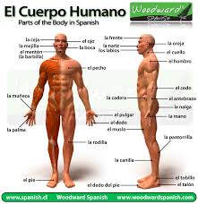 el cuerpo humano y sus partes en