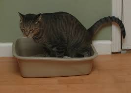 An early warning sign that your cat may start pooping outside its box: Litter Box Problems Could Be Due To Physical Ailment Dr Sophia Yin