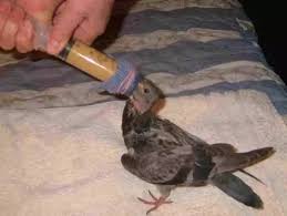 What Do Baby Pigeons Eat Quora