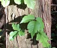 what kills poison ivy
