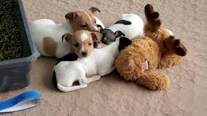 dynasty toy fox terriers